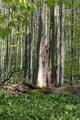 Todholz im Nationalpark Hainich